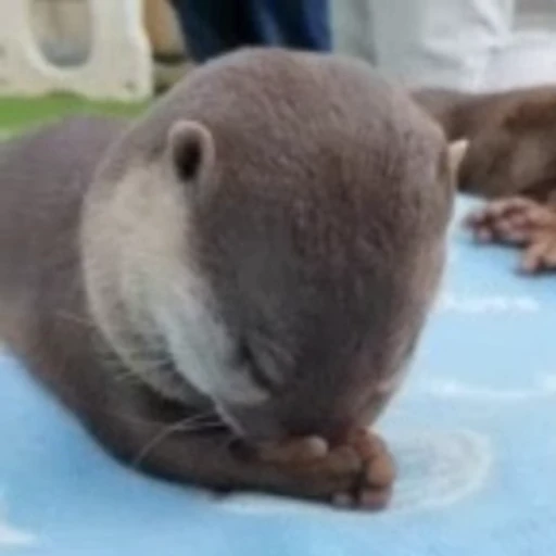 🫣 Стикер «Otters Выдры» для Telegram