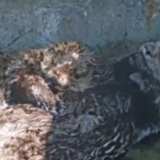 😘 Стикер «Otters Выдры» для Telegram