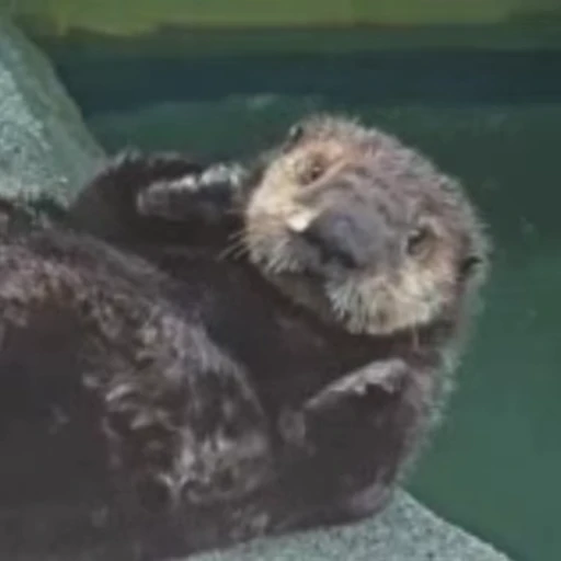 🦋 Стикер «Otters Выдры» для Telegram