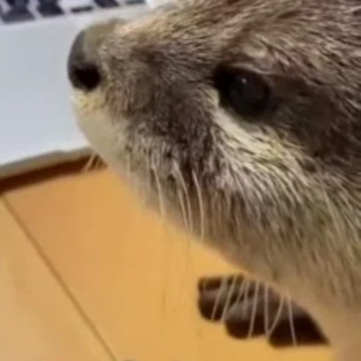 👀 Стикер «Otters Выдры» для Telegram