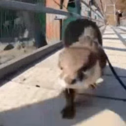 😎 Стикер «Otters Выдры» для Telegram