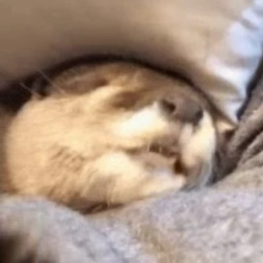 🥱 Стикер «Otters Выдры» для Telegram