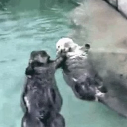 🙃 Стикер «Otters Выдры» для Telegram