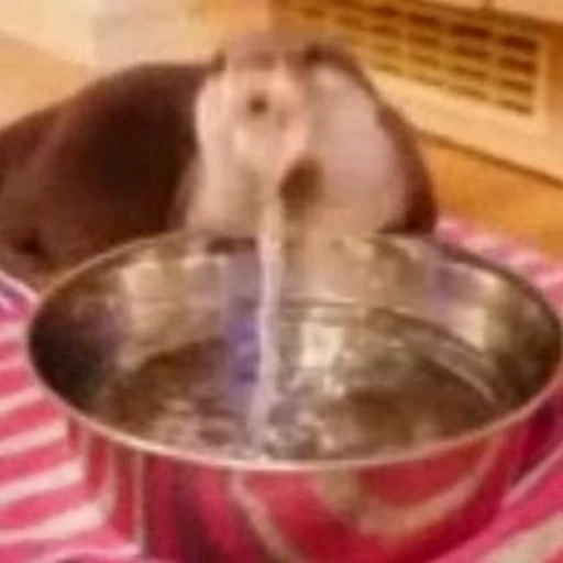 💦 Стикер «Otters Выдры» для Telegram