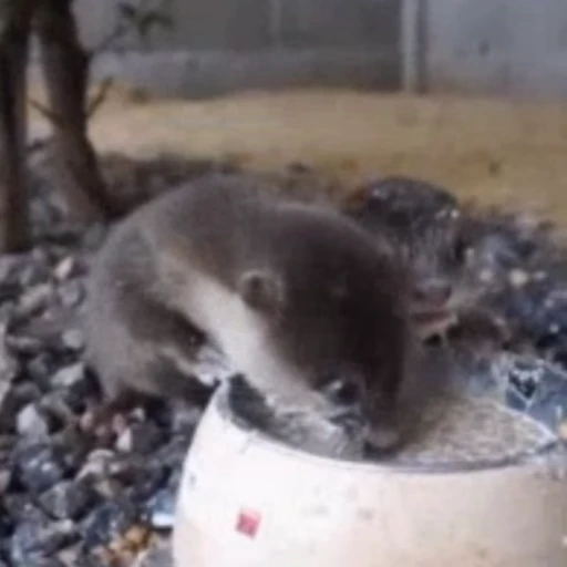 🍲 Стикер «Otters Выдры» для Telegram