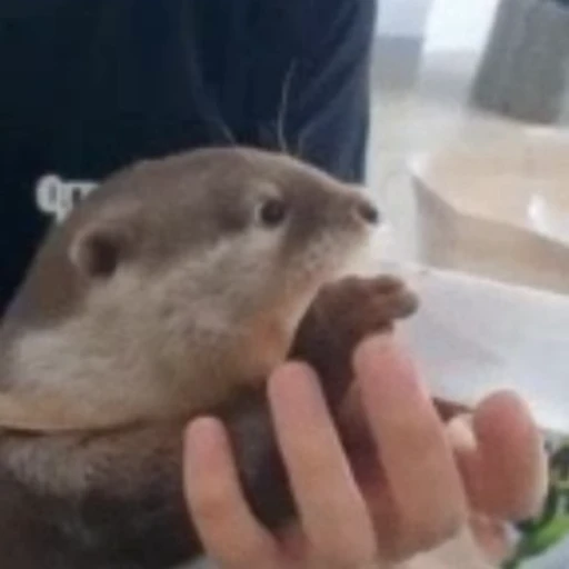 🍼 Стикер «Otters Выдры» для Telegram