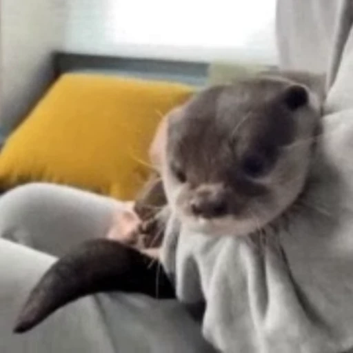 🥱 Стикер «Otters Выдры» для Telegram