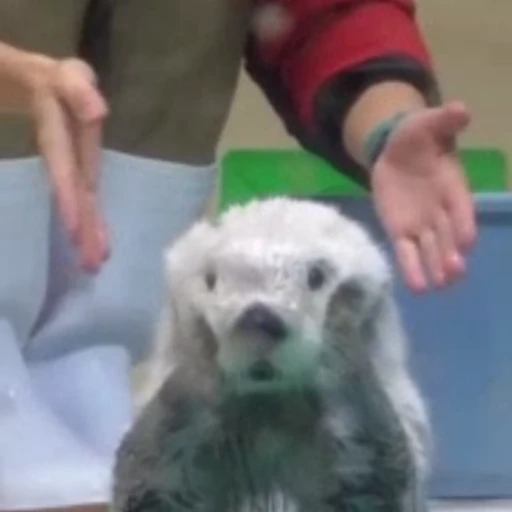 🥺 Стикер «Otters Выдры» для Telegram