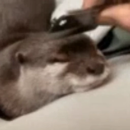 💞 Стикер «Otters Выдры» для Telegram