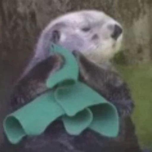 🤧 Стикер «Otters Выдры» для Telegram
