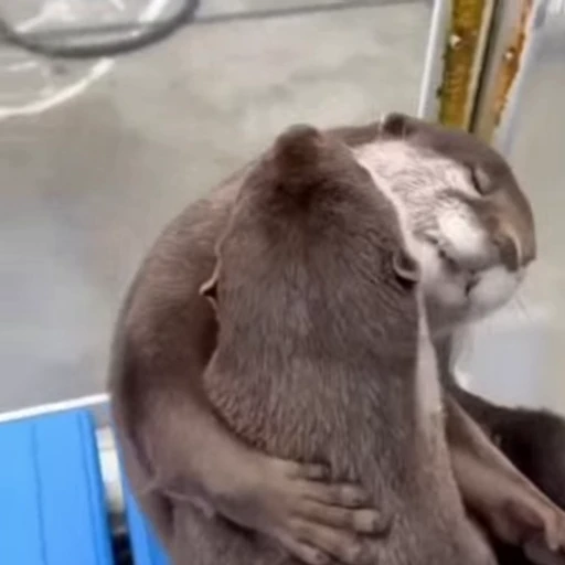 🥰 Стикер «Otters Выдры» для Telegram