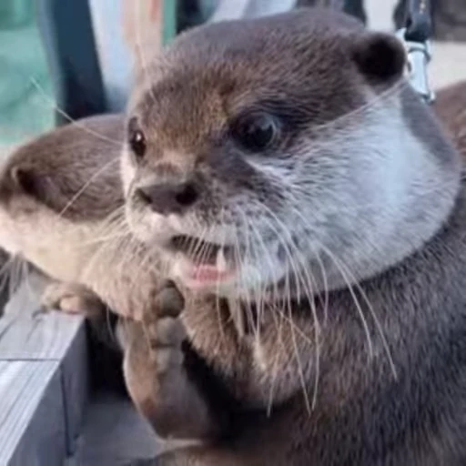 😱 Стикер «Otters Выдры» для Telegram