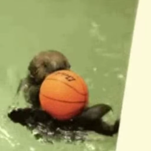 🏀 Стикер «Otters Выдры» для Telegram