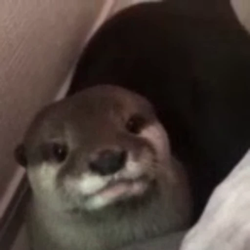 😬 Стикер «Otters Выдры» для Telegram
