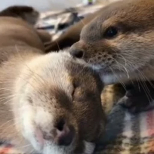 😚 Стикер «Otters Выдры» для Telegram