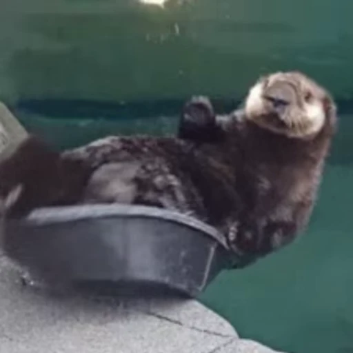🫠 Стикер «Otters Выдры» для Telegram