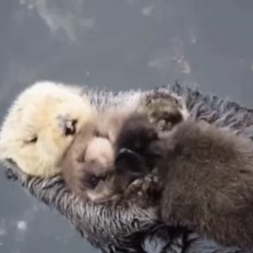 😘 Стикер «Otters Выдры» для Telegram