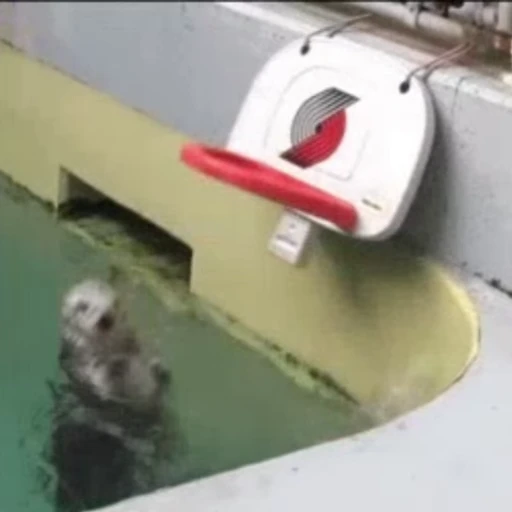 🏀 Стикер «Otters Выдры» для Telegram