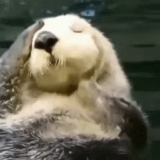 Стикерпак Otters Выдры для Telegram
