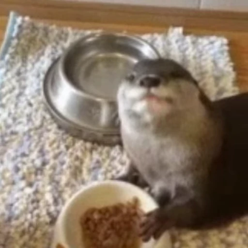🍜 Стикер «Otters Выдры» для Telegram