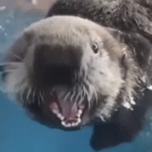 👺 Стикер «Otters Выдры» для Telegram
