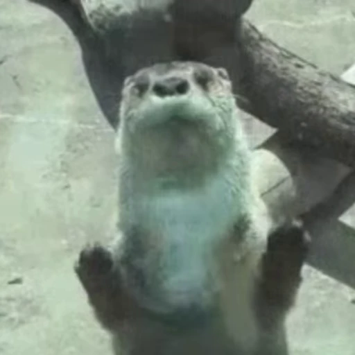 🥳 Стикер «Otters Выдры» для Telegram