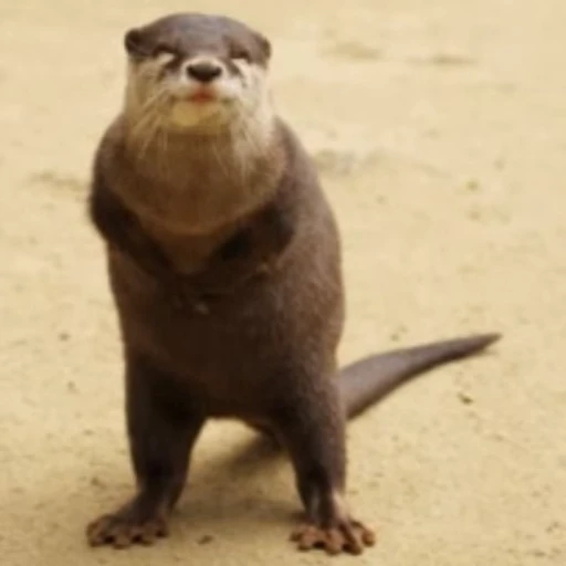 💃 Стикер «Otters Выдры» для Telegram