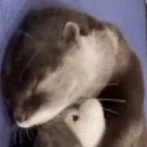 😘 Стикер «Otters Выдры» для Telegram