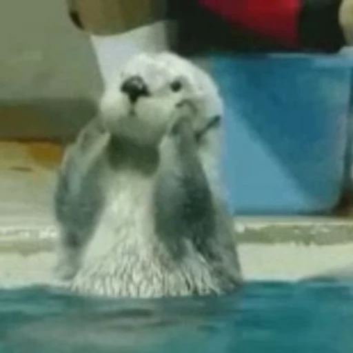 🤍 Стикер «Otters Выдры» для Telegram