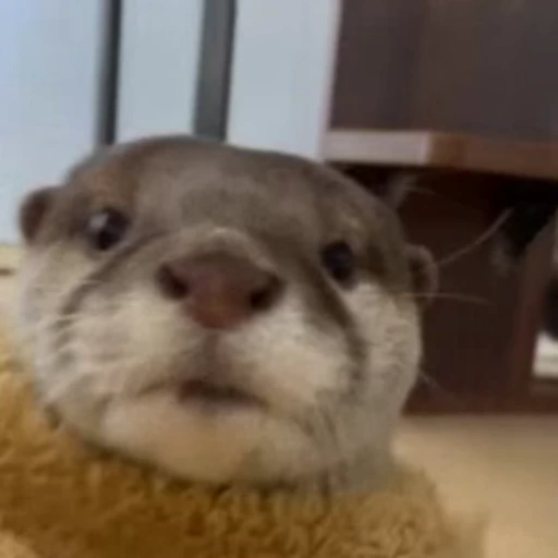 😘 Стикер «Otters Выдры» для Telegram