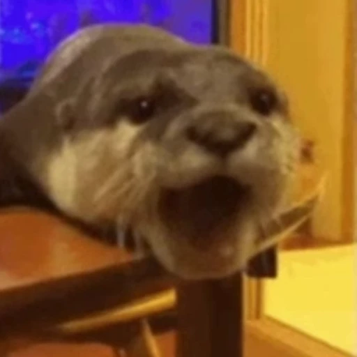 🤪 Стикер «Otters Выдры» для Telegram