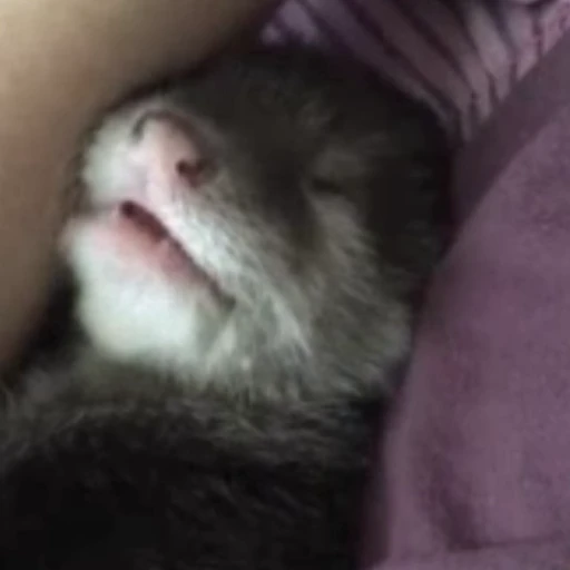 🤤 Стикер «Otters Выдры» для Telegram