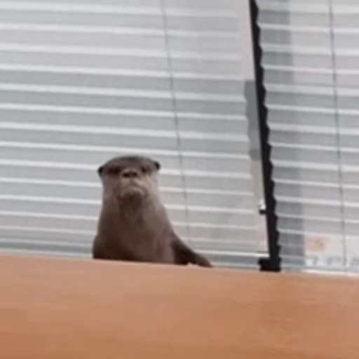 👀 Стикер «Otters Выдры» для Telegram