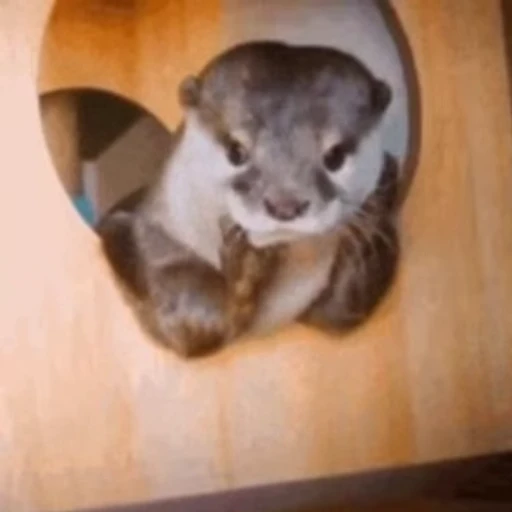 ☺️ Стикер «Otters Выдры» для Telegram