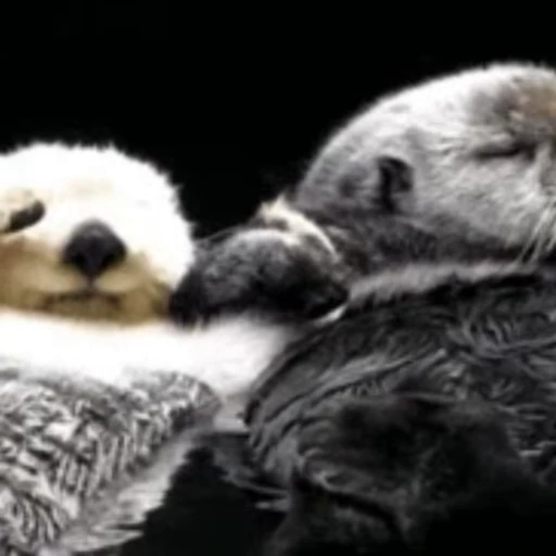🛁 Стикер «Otters Выдры» для Telegram