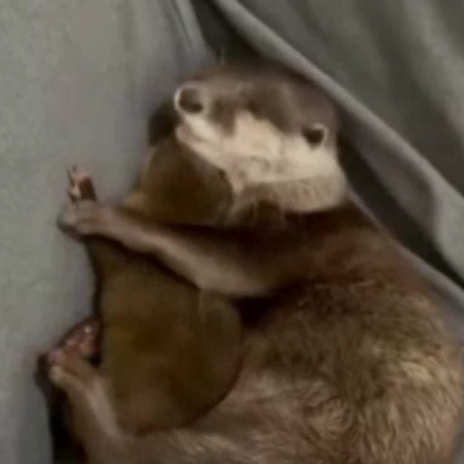 🤗 Стикер «Otters Выдры» для Telegram