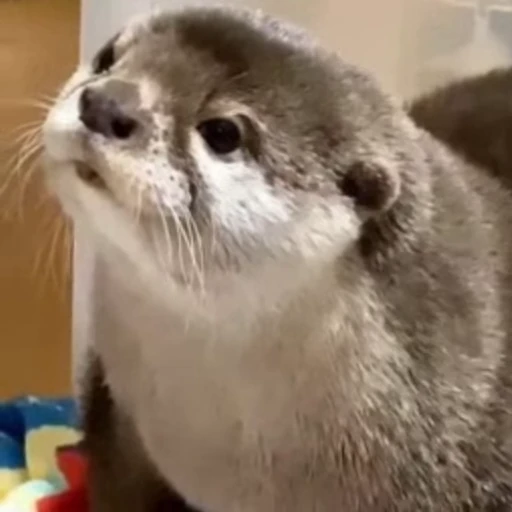 😐 Стикер «Otters Выдры» для Telegram