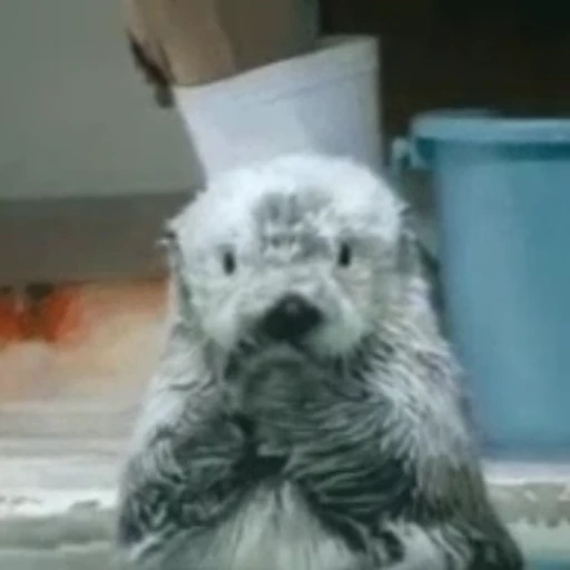 👻 Стикер «Otters Выдры» для Telegram