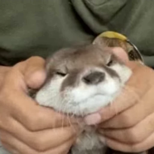 🥰 Стикер «Otters Выдры» для Telegram