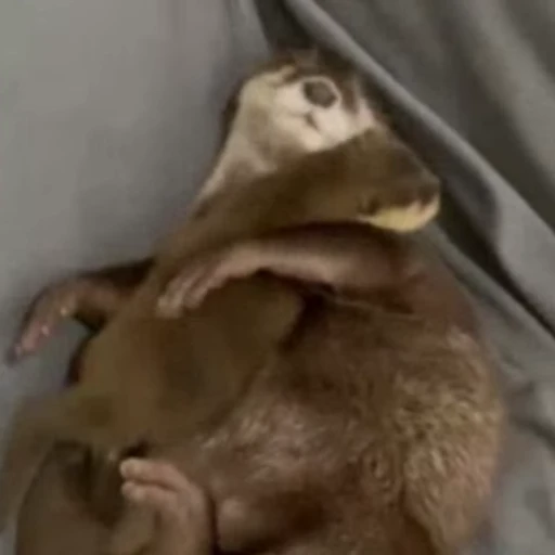 🥰 Стикер «Otters Выдры» для Telegram
