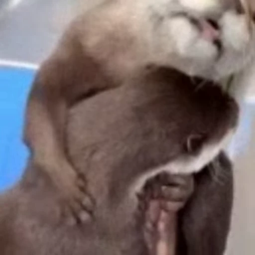 😚 Стикер «Otters Выдры» для Telegram