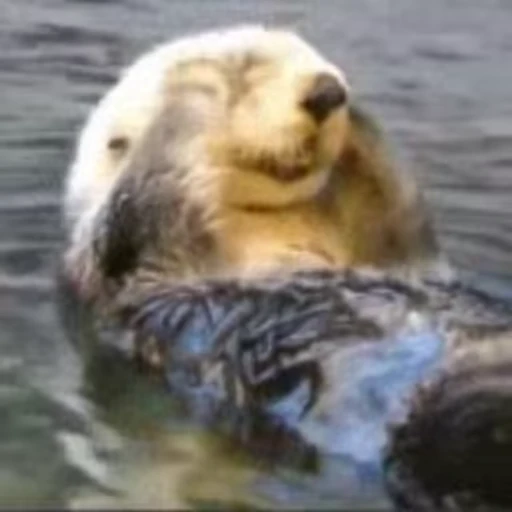 🧼 Стикер «Otters Выдры» для Telegram