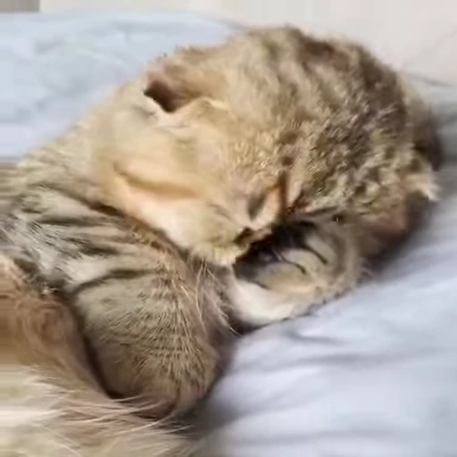 😻 Стикер «Video Cats» для Telegram