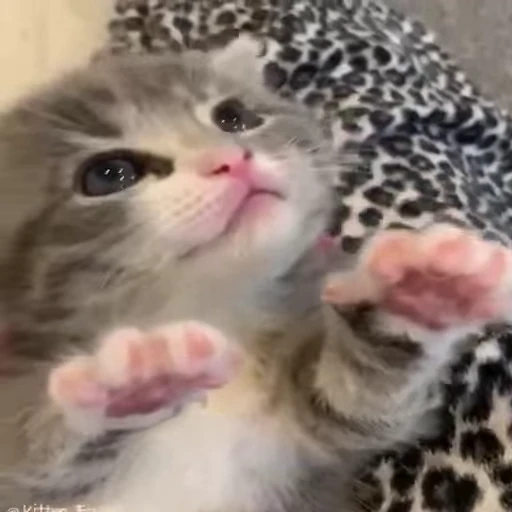 😻 Стикер «Video Cats» для Telegram