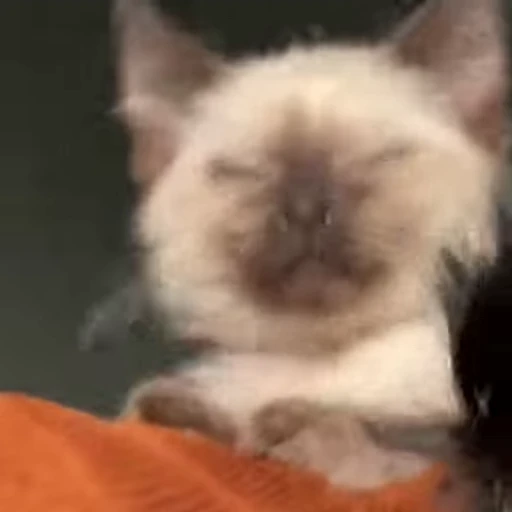 😻 Стикер «Video Cats» для Telegram