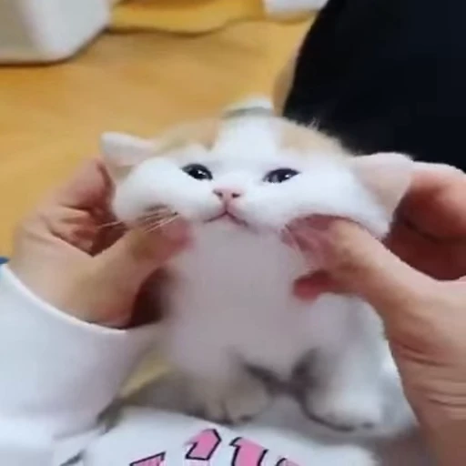 😻 Стикер «Video Cats» для Telegram