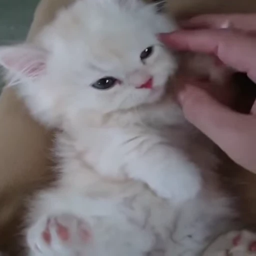 Стикерпак Video Cats для Telegram