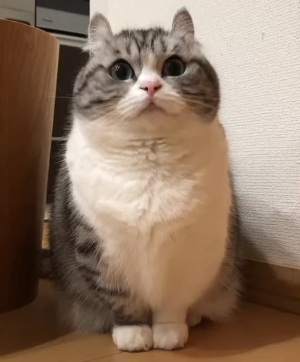 😻 Стикер «Video Cats» для Telegram