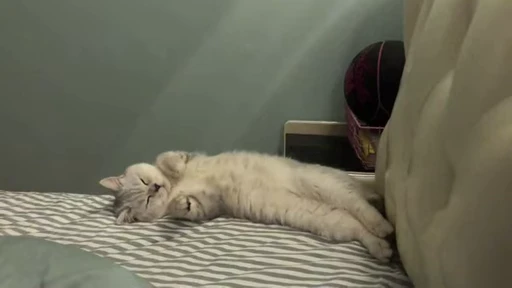 😻 Стикер «Video Cats» для Telegram
