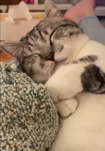 😻 Стикер «Video Cats» для Telegram
